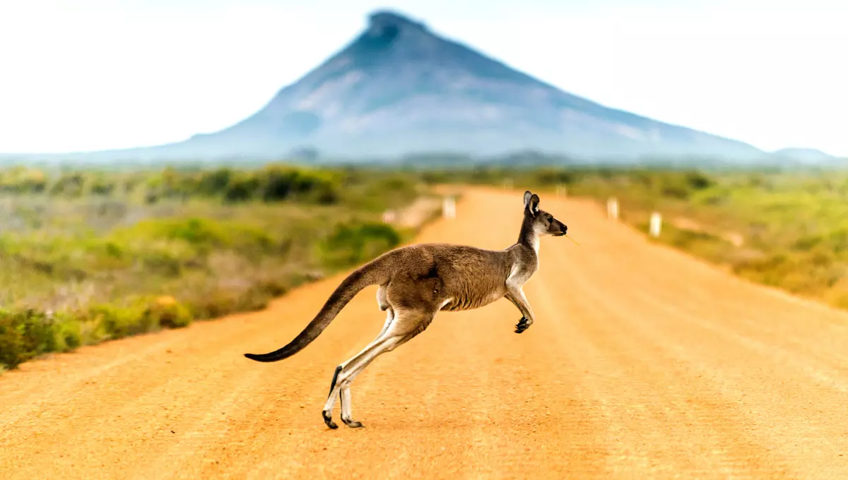 Kangaroo Running | Best Places To Visit In Australia