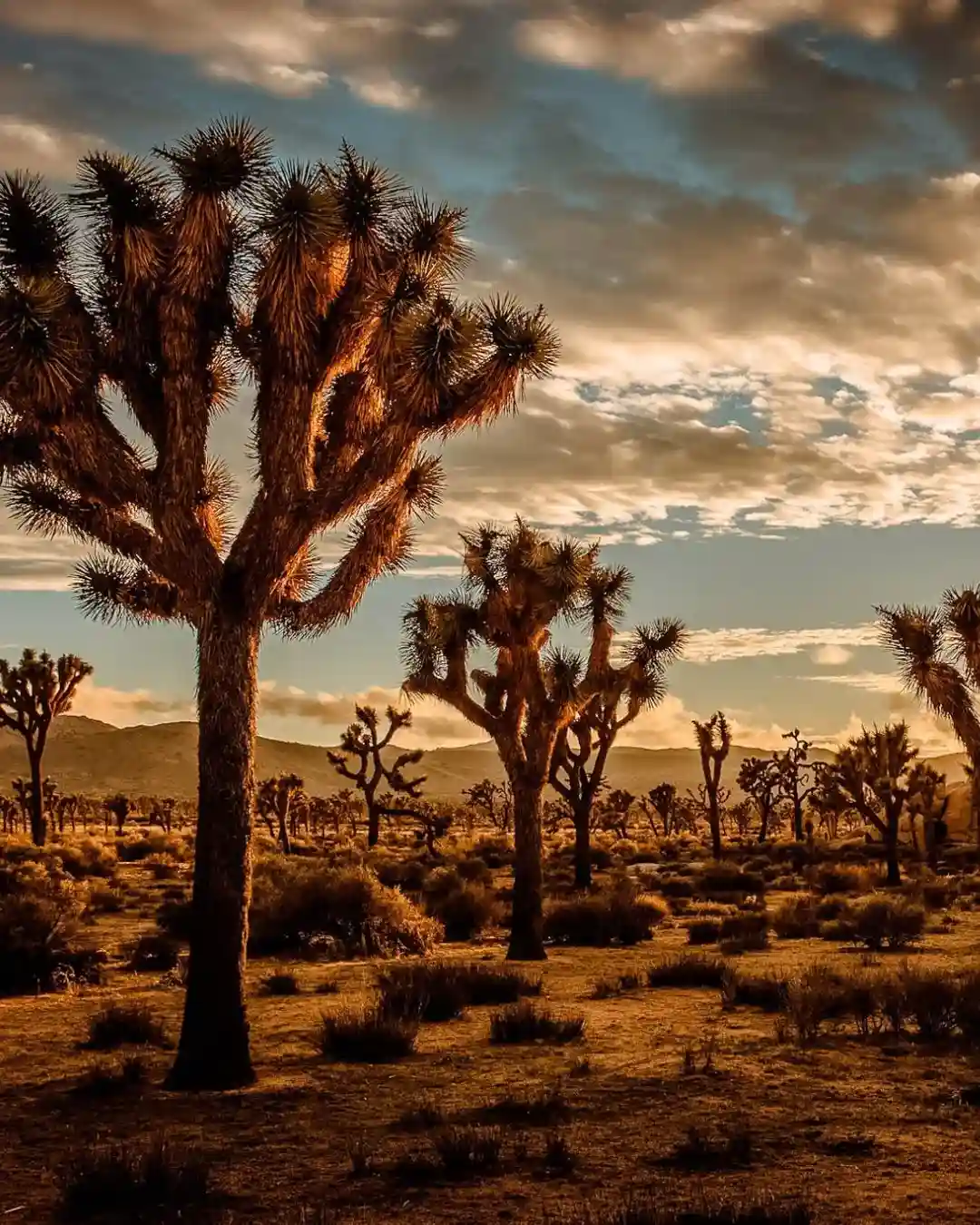 Joshua Tree National Park