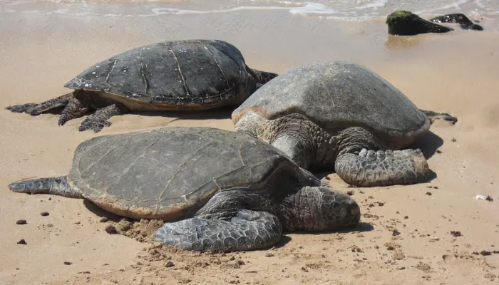  Beaches in Hawaii 