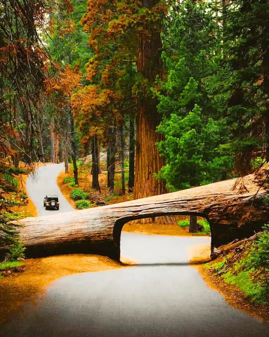 Sequoia National Park