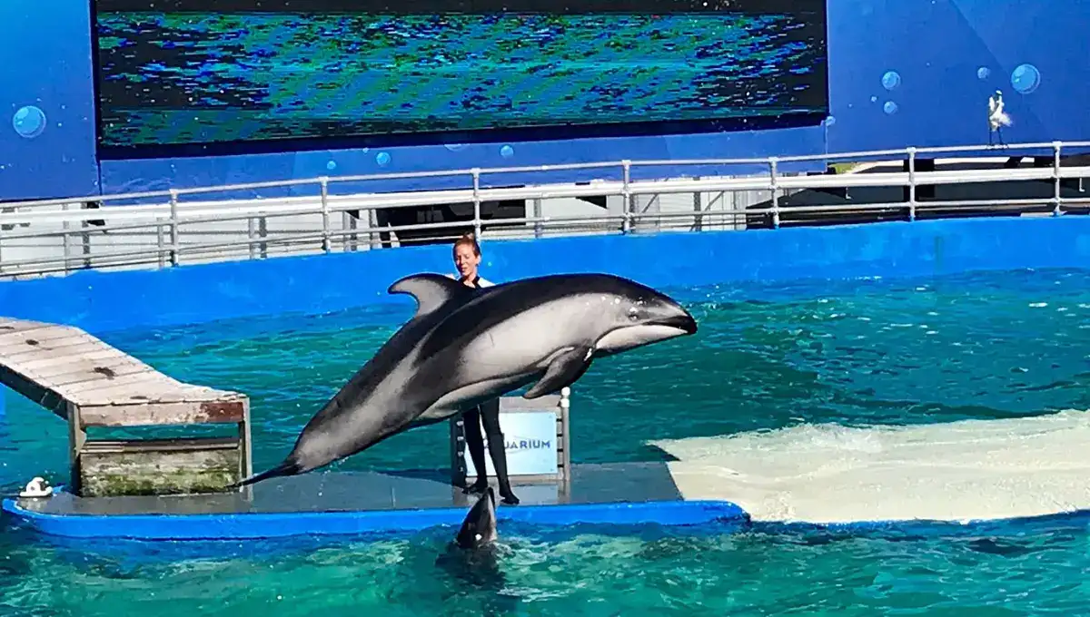 Dolphin in Miami Seaquarium