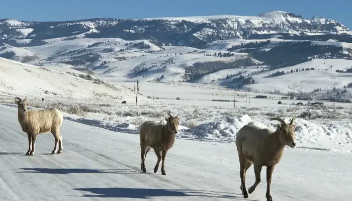 Jackson Hole Mountain Resort, WY | Best luxury ski resorts In USA