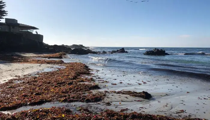 Best Monterey Beaches