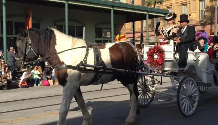 Horse-drawn carriage tour | Best Things To Do in Galveston