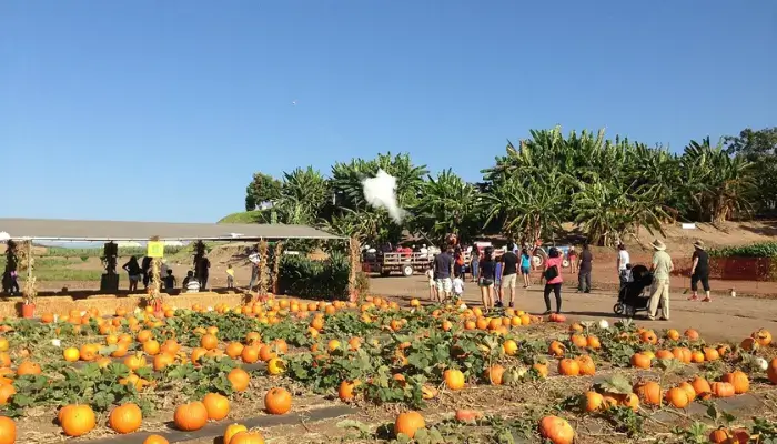 Tanaka Farms Tour, Things To Do In Irvine, California