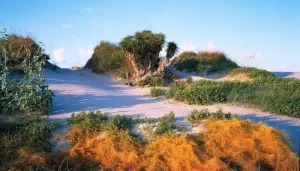 Best Beaches In Texas