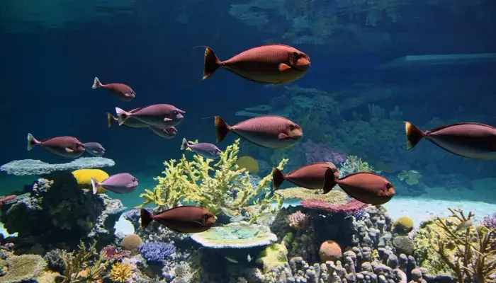 Inner Harbor National AquariumBest | Things to Do in Inner Harbor