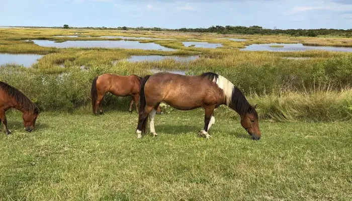 Assateague Island, Virginia | Best budget travel destination for families