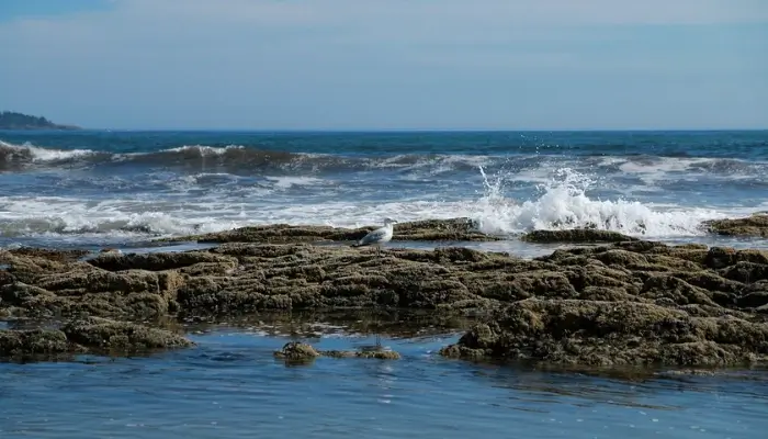 Higgins Beach, Scarborough | Best Beaches in Maine