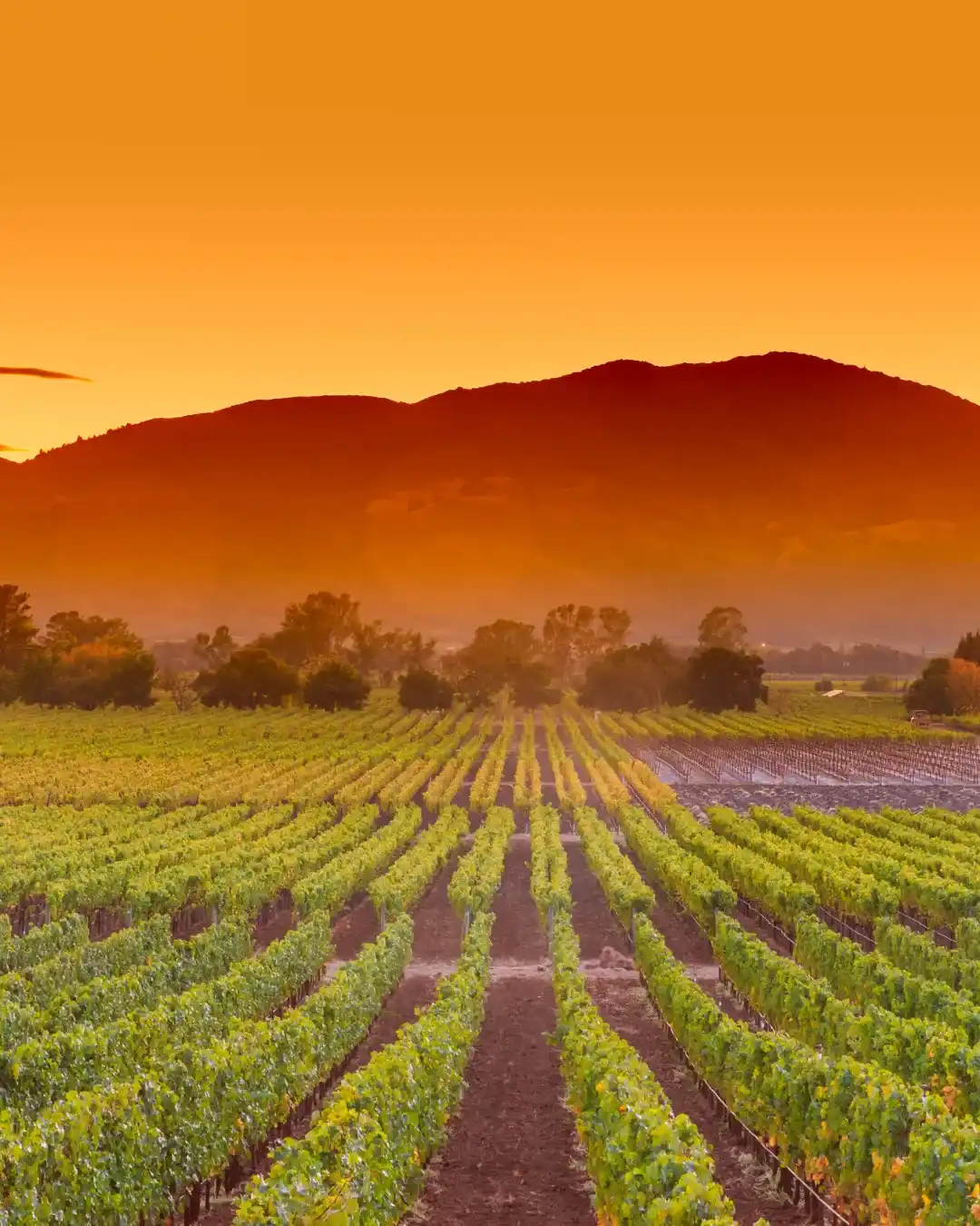 Napa Valley, California