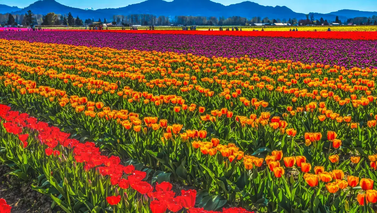 Tulip Fields, Washington | Most instagrammable places in the USA