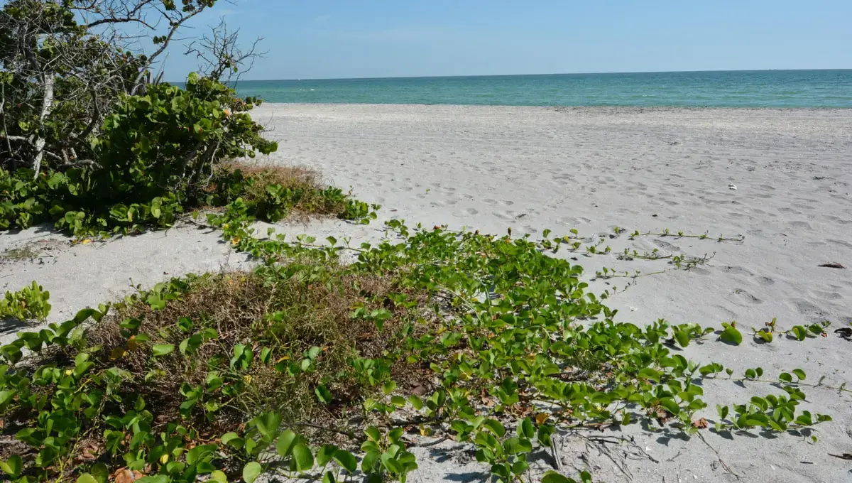 Stump Pass Beach State Park | Most beautiful beaches in Florida