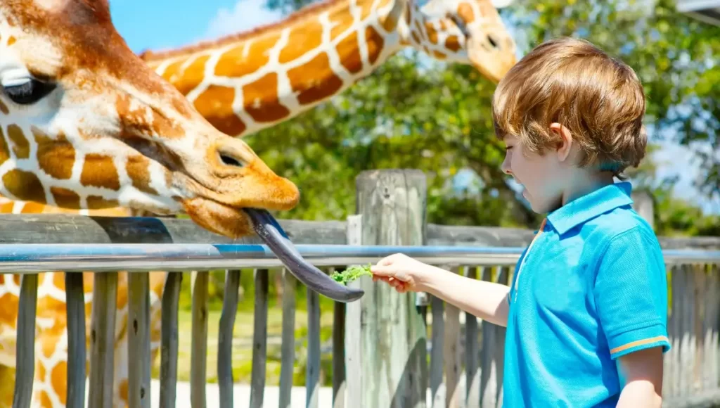 best Things To Do In Miami With Kids
