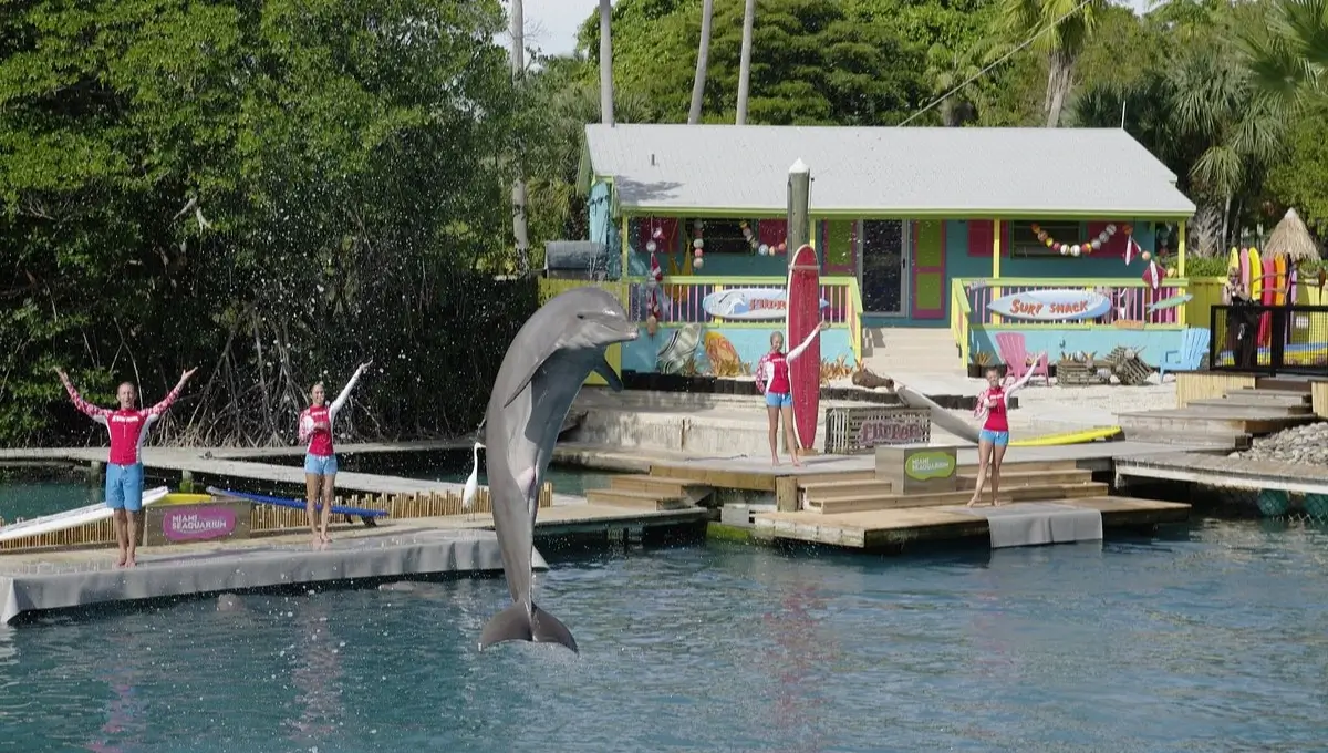 Visit the Miami Seaquarium to learn more about marine life | Best Things To Do In Miami With kids