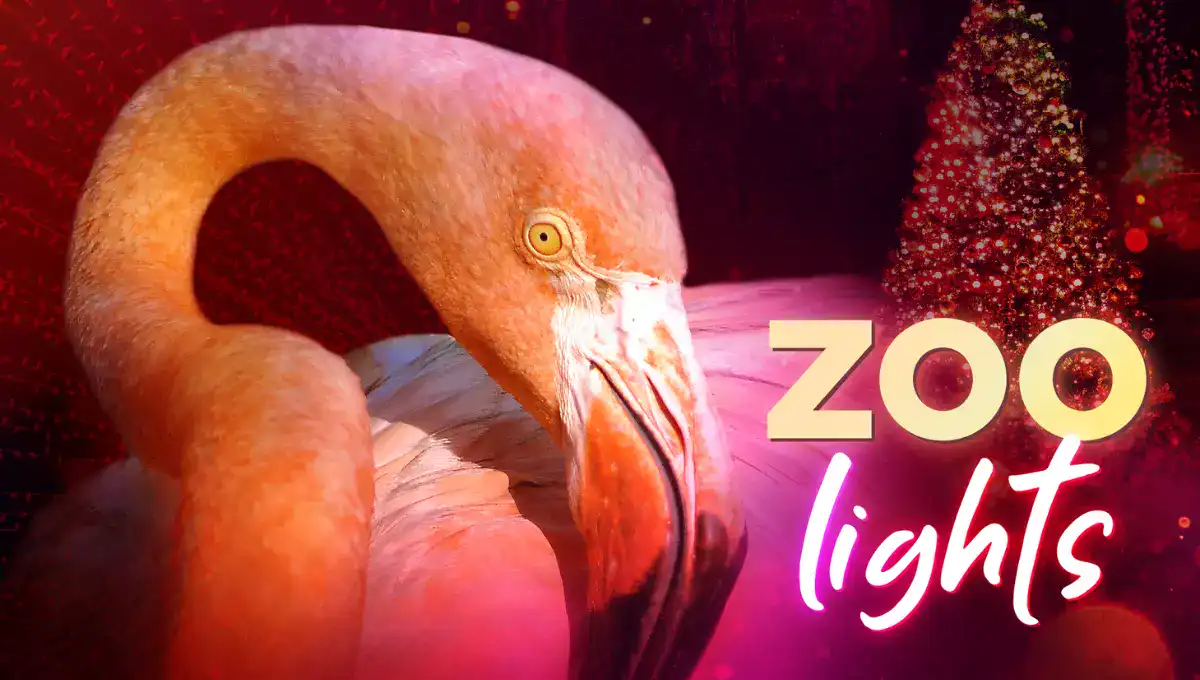 Zoo Lights A Dazzling Animal Wonderland