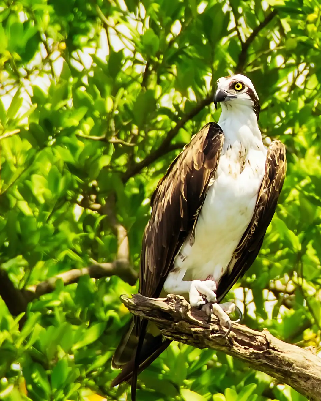 bird at Everglades National Park