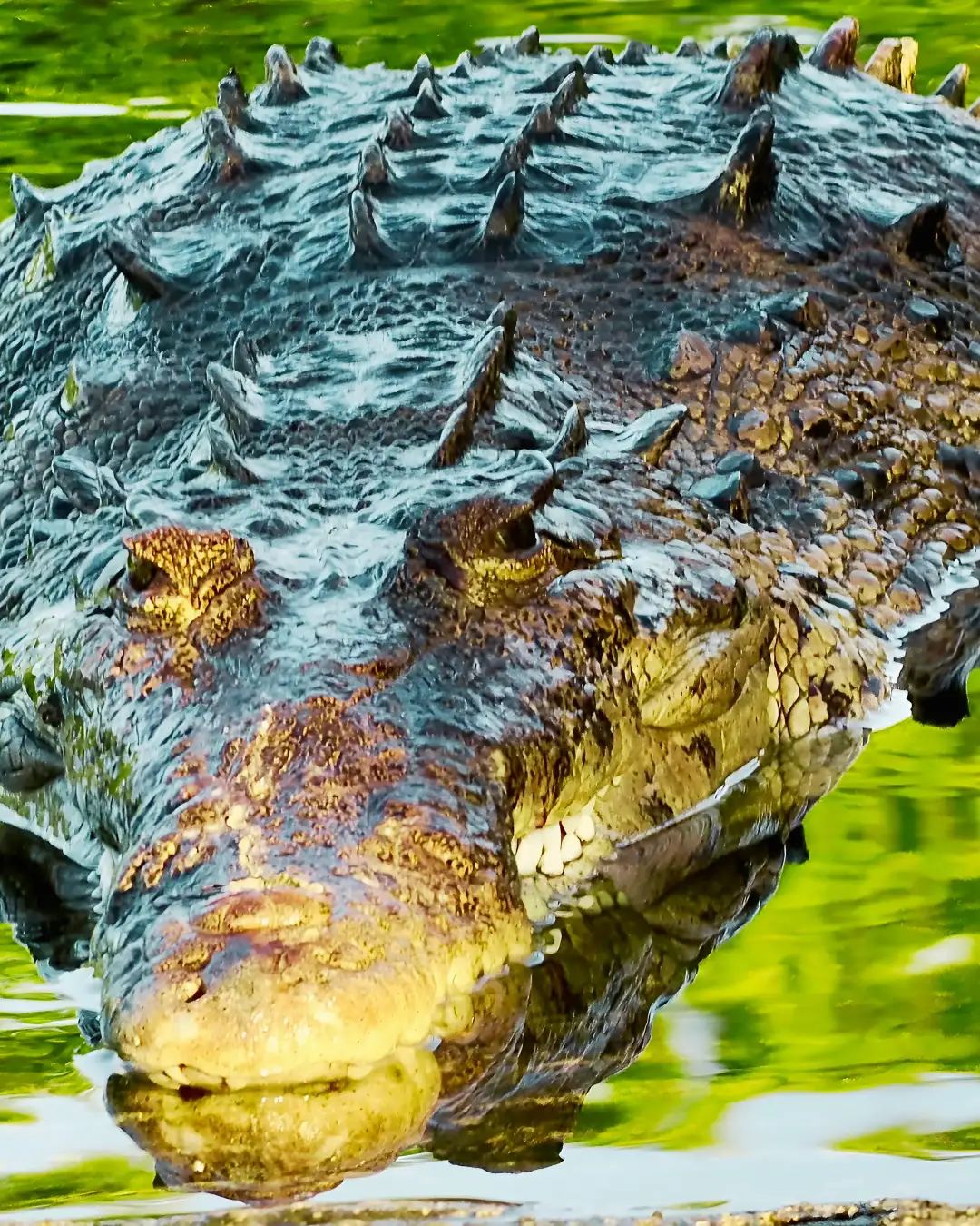 crocodiles Everglades National Park