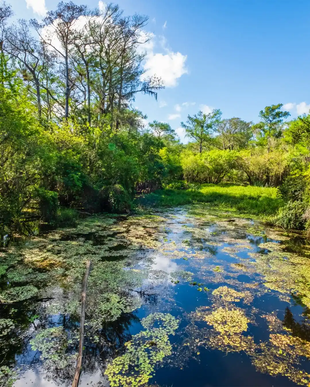 Big Cypress National Preserve