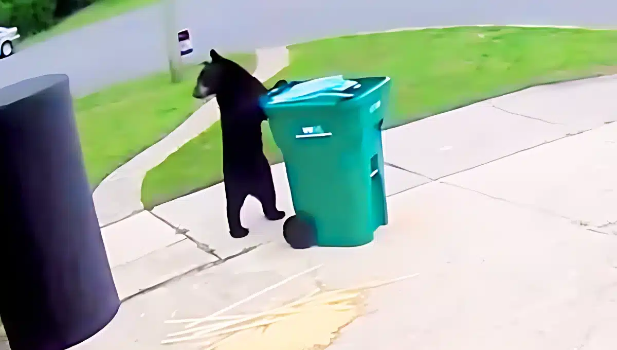 Bear in Florida