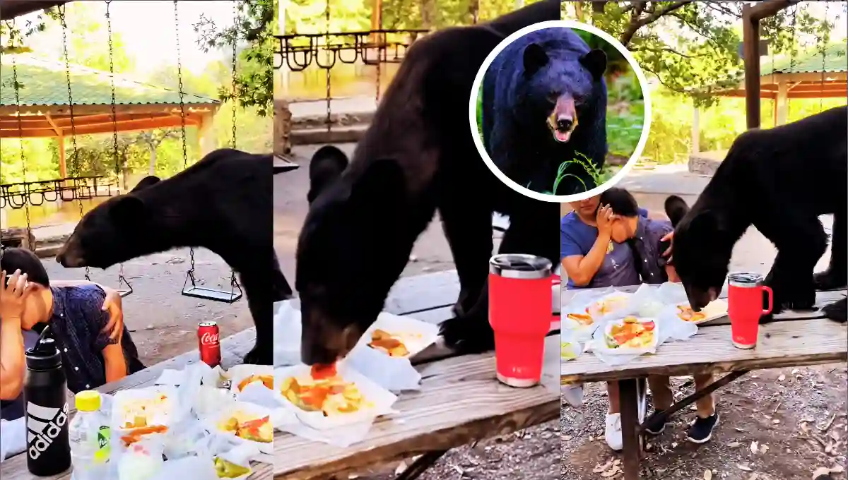Black Bear Crashes Picnic Table — No One Moves. Here’s Why