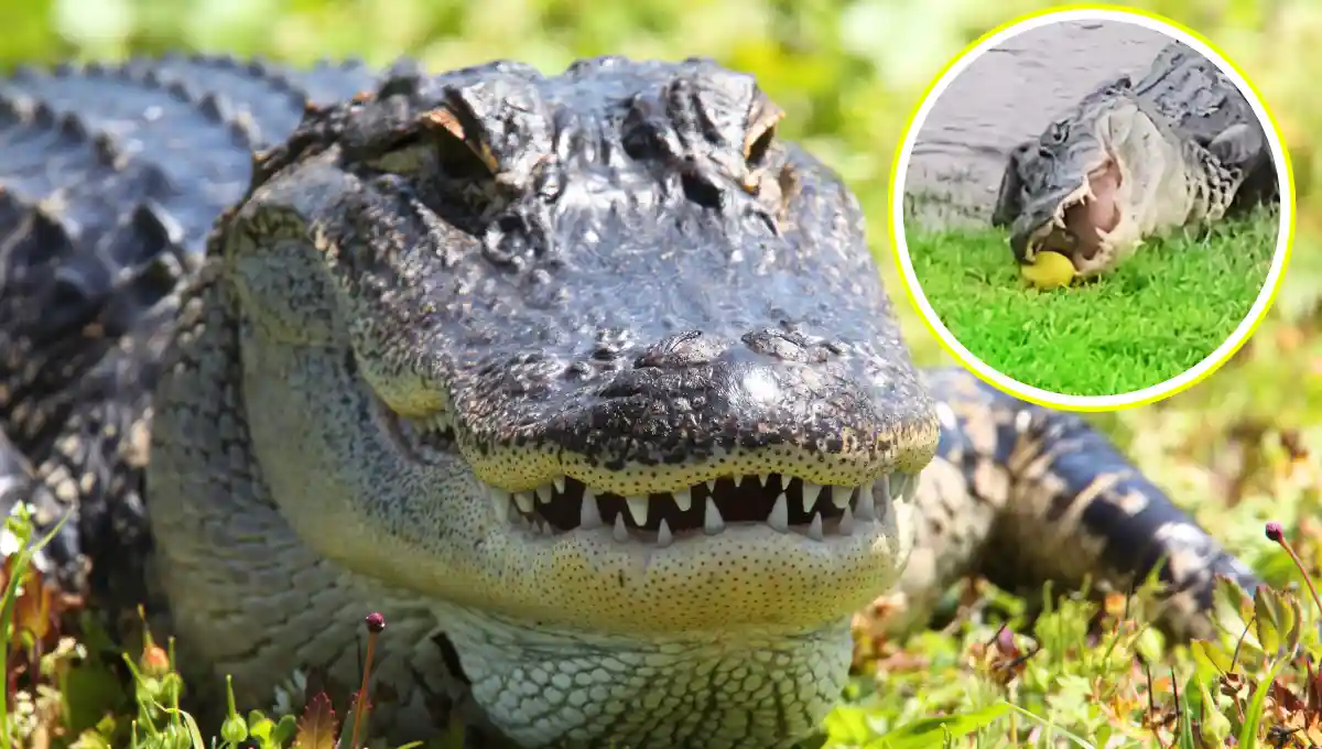 Florida Alligator Eats a Mango—And the Internet Can’t Handle It! (WATCH)