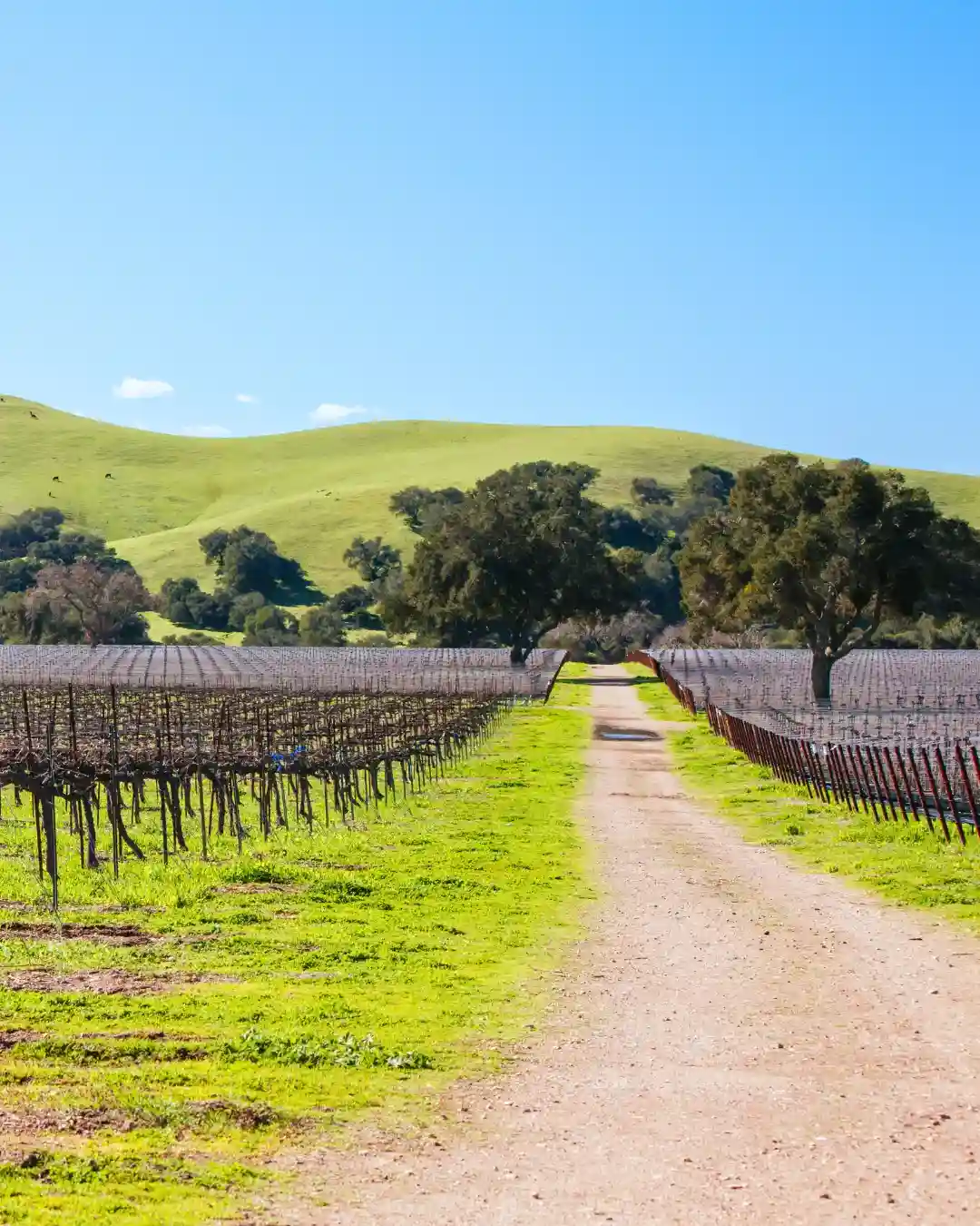 🤔 What makes a luxury travel destination? 🌟11 Best Luxury Travel Destinations in the USA That Will Blow Your Mind 2 Best Luxury travel destinations in the USA Santa Ynez Valley, California – Wine Lover’s Paradise