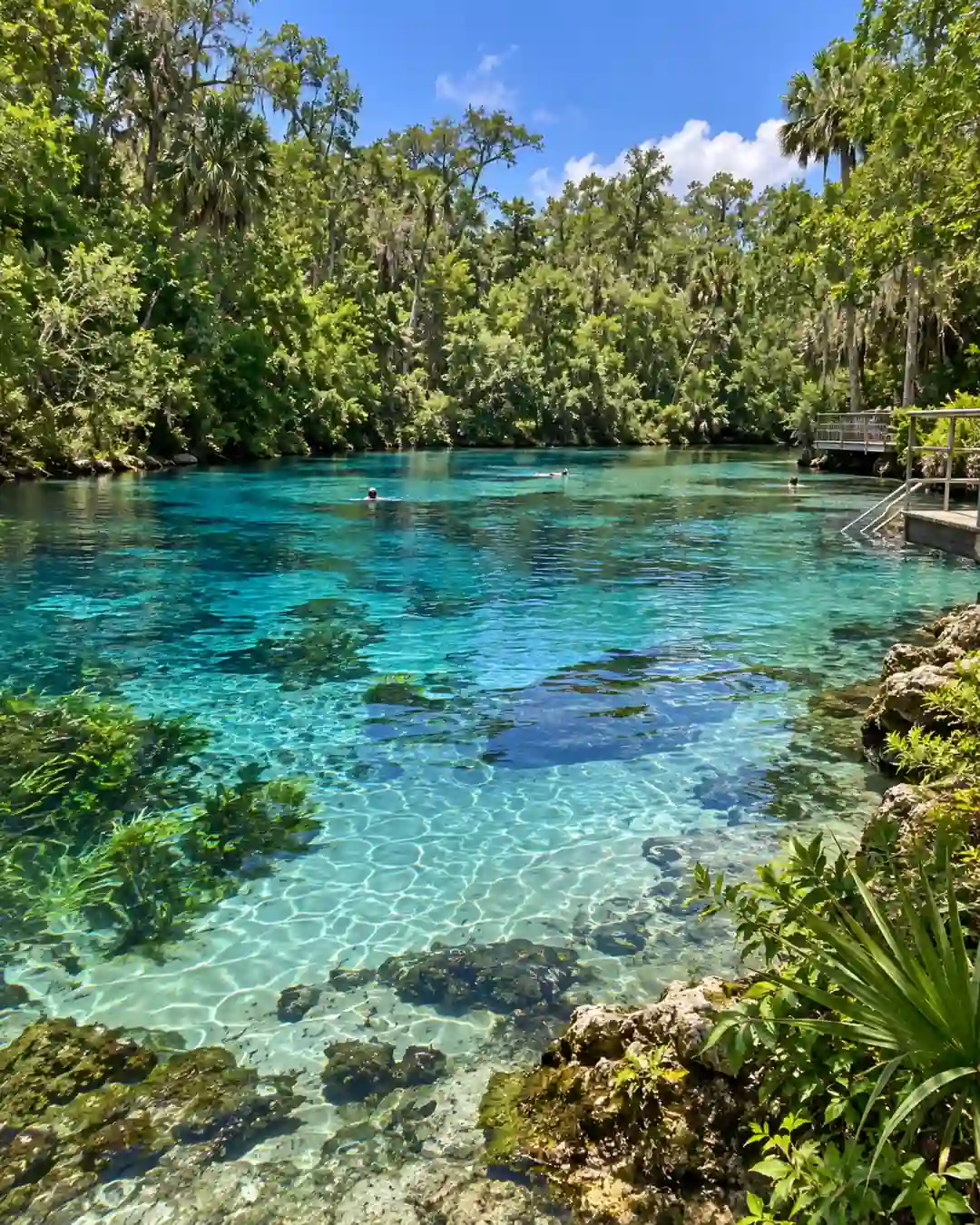 8 Incredible Places in Florida You Need to Experience at Least Once 7 incredible places in Florida Rainbow Springs State Park, Dunnellon